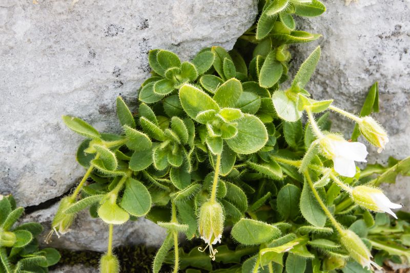 Cerastium uniflorum ?