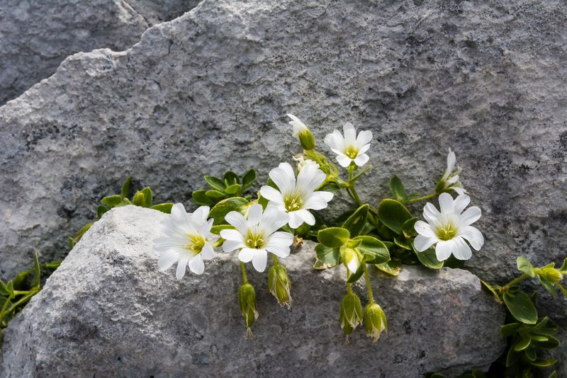 Cerastium uniflorum ?