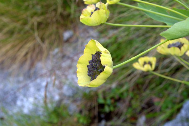 Bupleurum stellatum (Apiaceae)