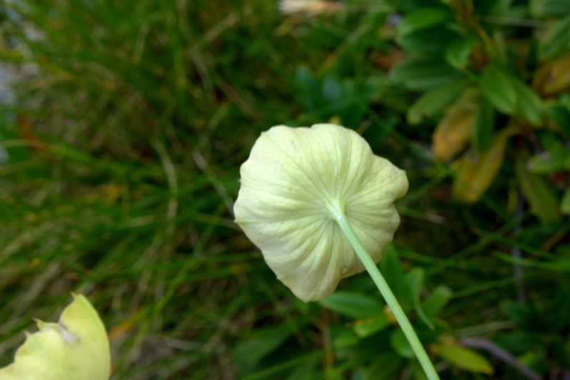 Bupleurum stellatum (Apiaceae)