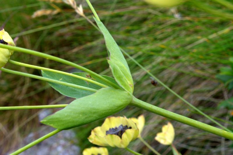 Bupleurum stellatum (Apiaceae)