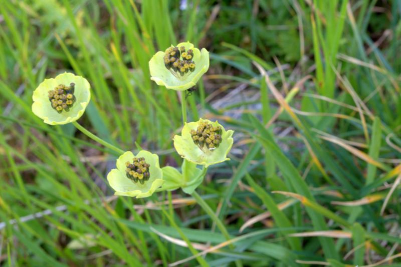 Bupleurum stellatum (Apiaceae)