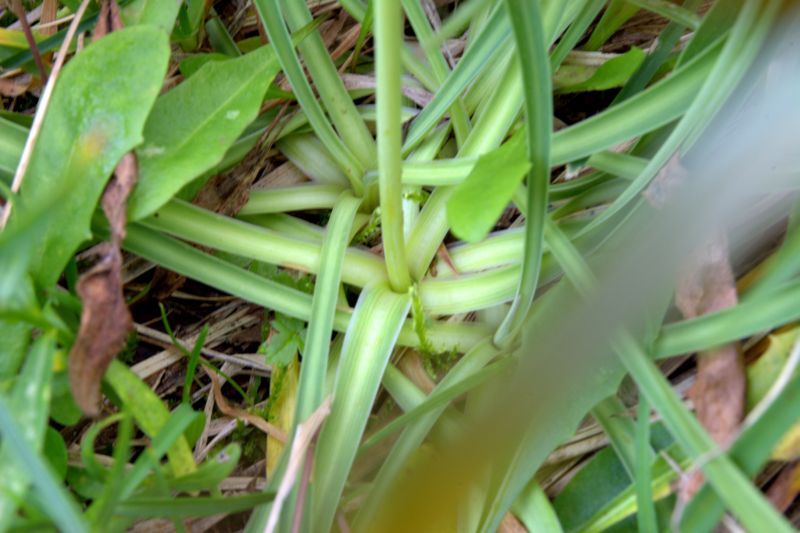 Bupleurum stellatum (Apiaceae)