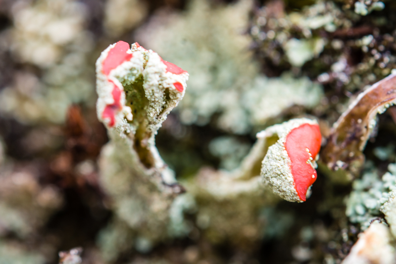 Cladonia pyxidata o fimbriata