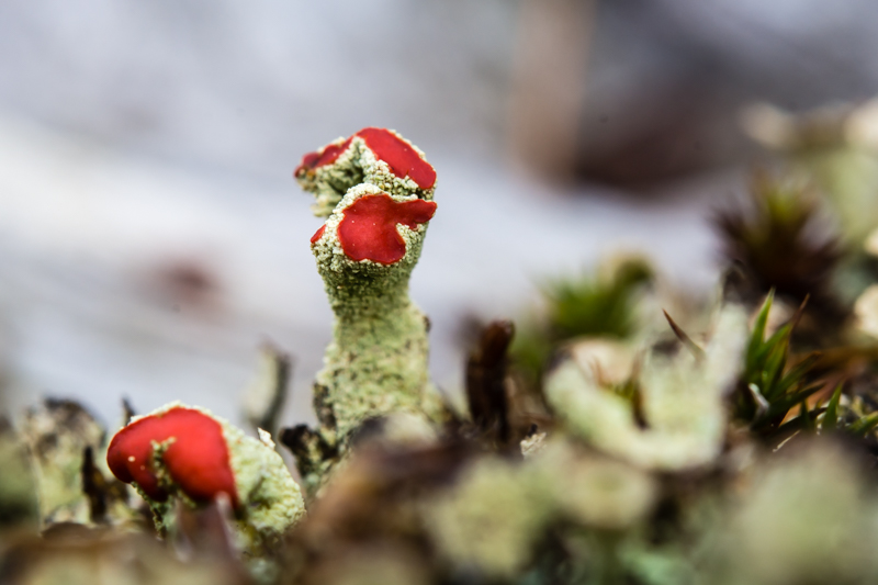 Cladonia pyxidata o fimbriata