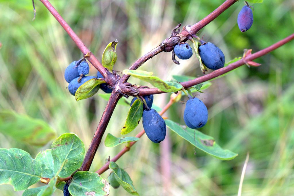 Lonicera caerulea / Caprifoglio turchino