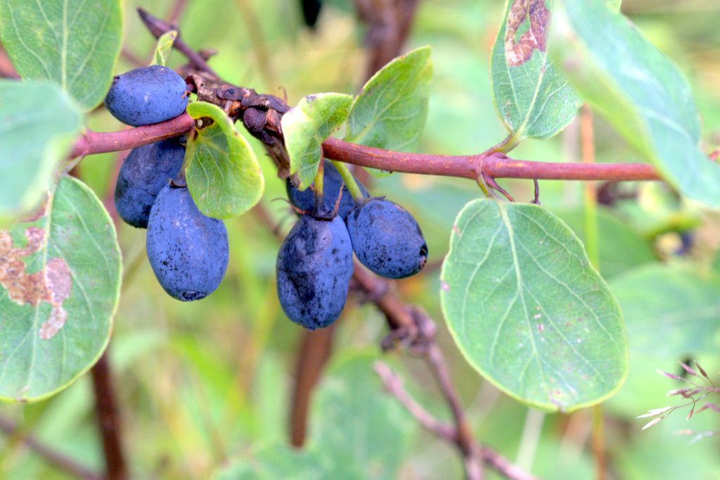 Lonicera caerulea / Caprifoglio turchino