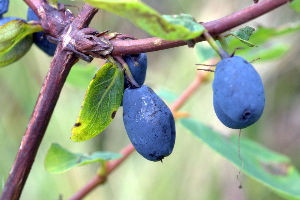 Lonicera caerulea / Caprifoglio turchino