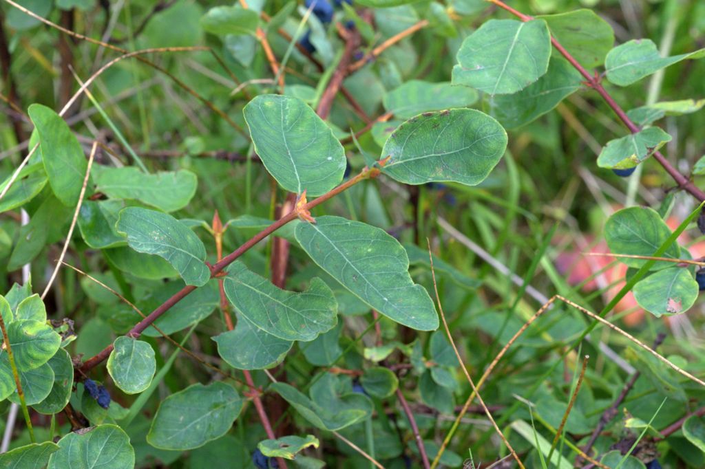 Lonicera caerulea / Caprifoglio turchino