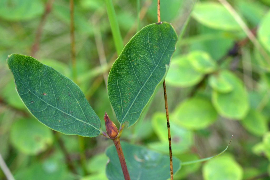 Lonicera caerulea / Caprifoglio turchino