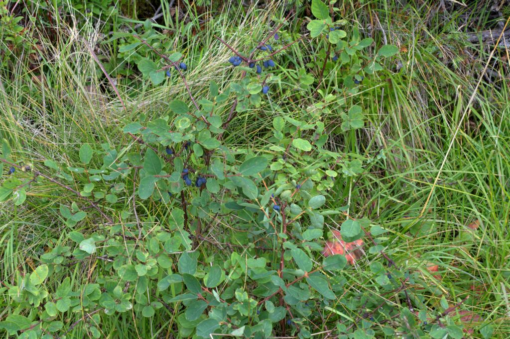 Lonicera caerulea / Caprifoglio turchino