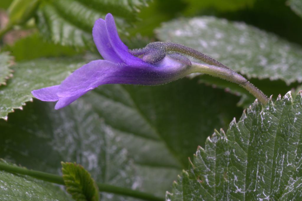 Pinguicula leptoceras / Erba unta bianco-maculata