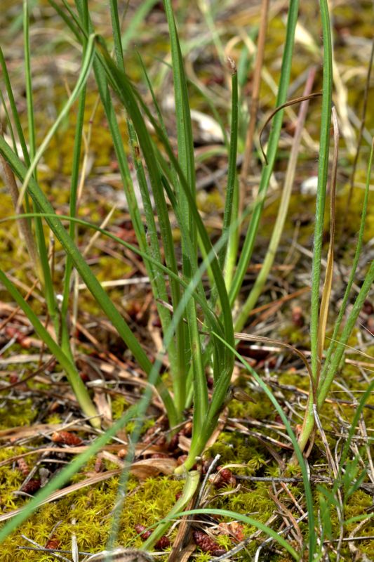 Scorzonera villosa / Scorzonera spinulosa