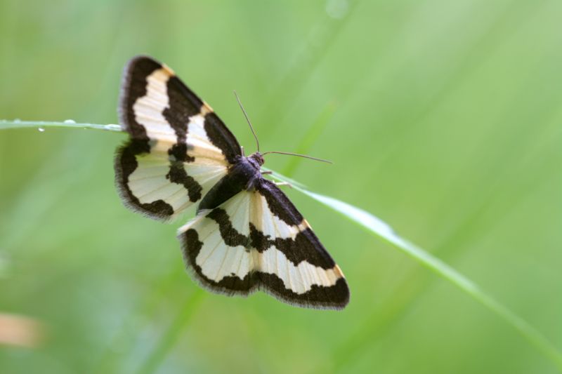 Da determinare - Lomaspilis marginata