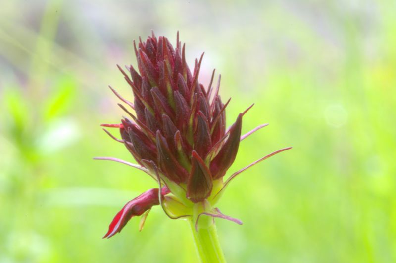 Nigritella rhellicani