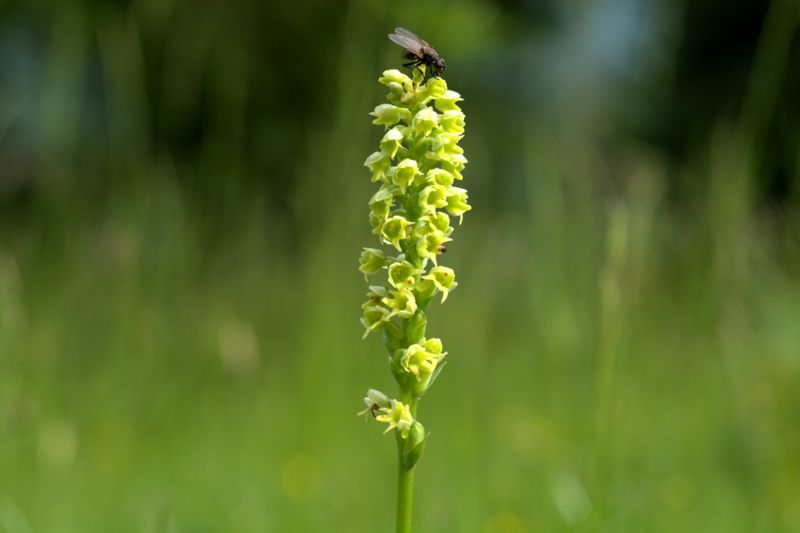 Pseudorchis albida