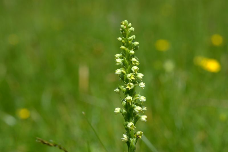 Pseudorchis albida