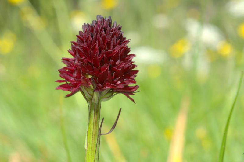 Nigritella rhellicani