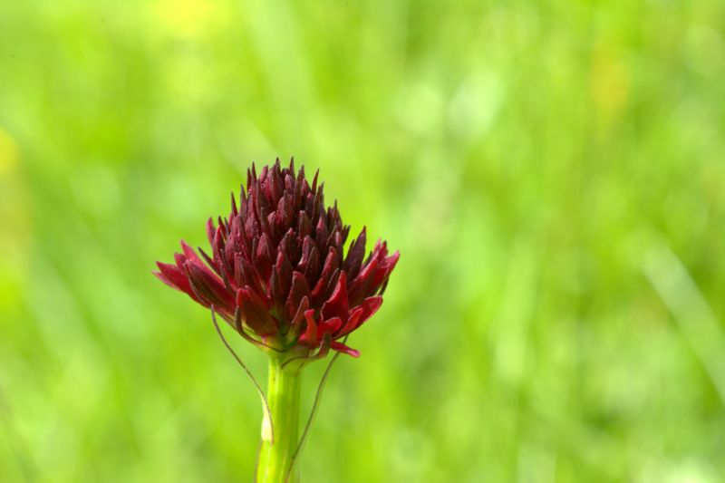 Nigritella rhellicani