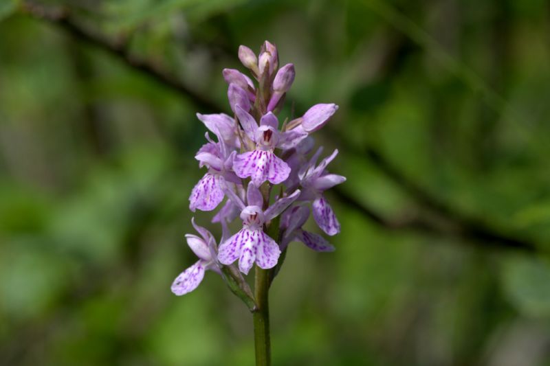 Dactylorhiza maculata subsp. fuchsii