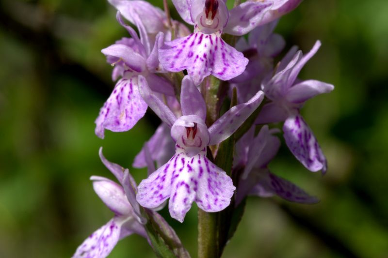 Dactylorhiza maculata subsp. fuchsii