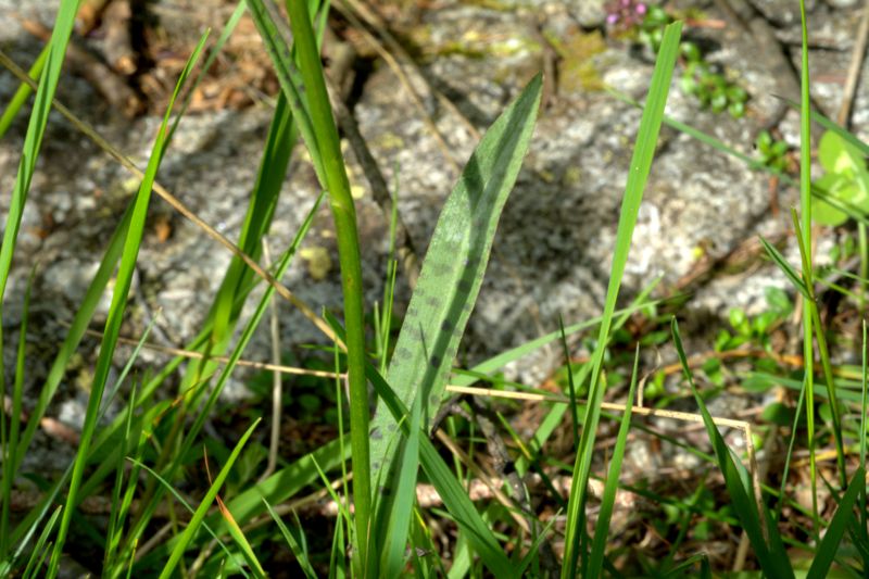 Dactylorhiza maculata subsp. fuchsii