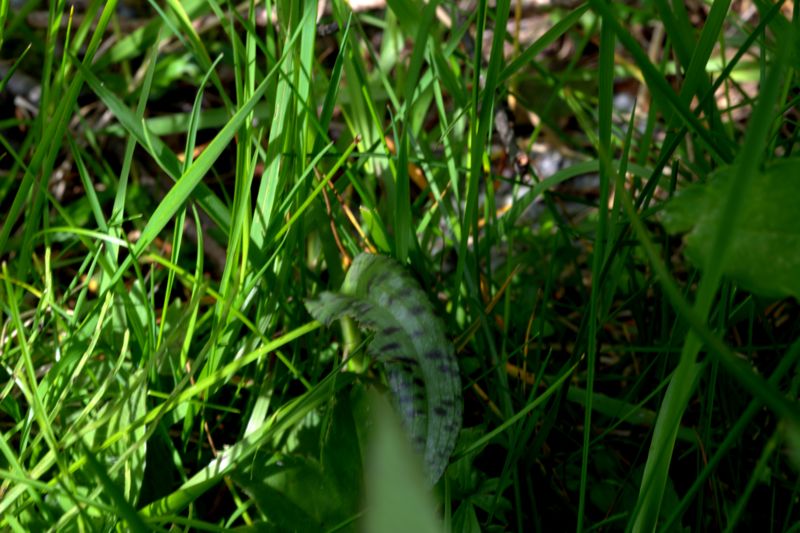 Dactylorhiza maculata subsp. fuchsii