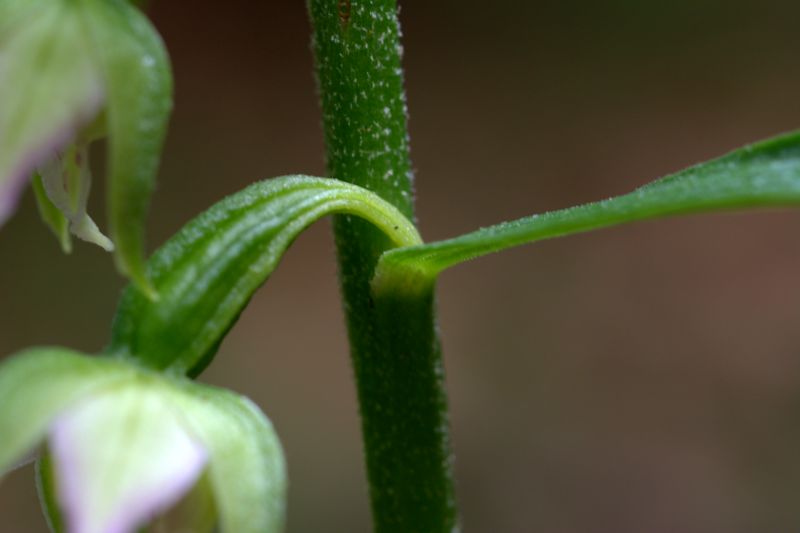 Epipactis muelleri