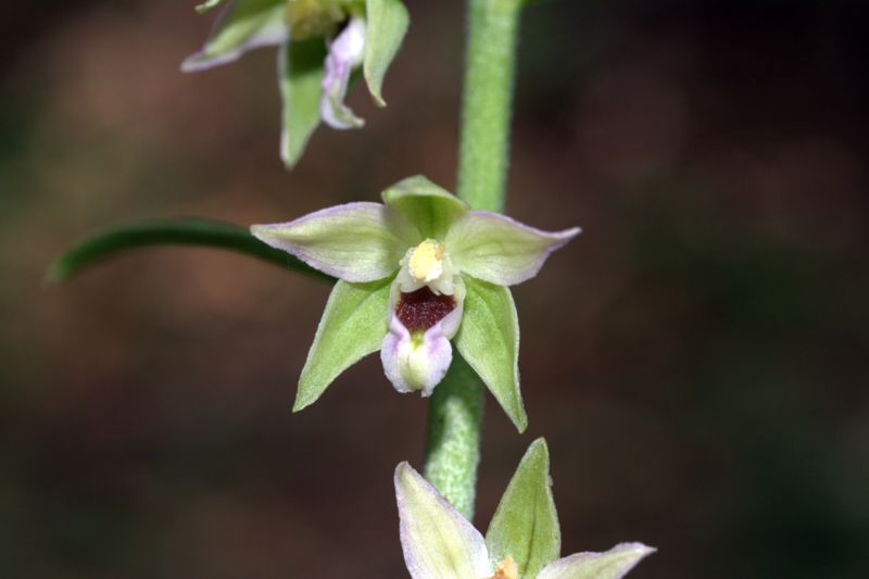 Epipactis muelleri