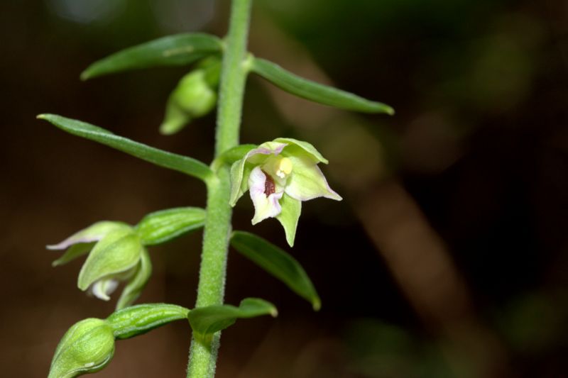 Epipactis muelleri