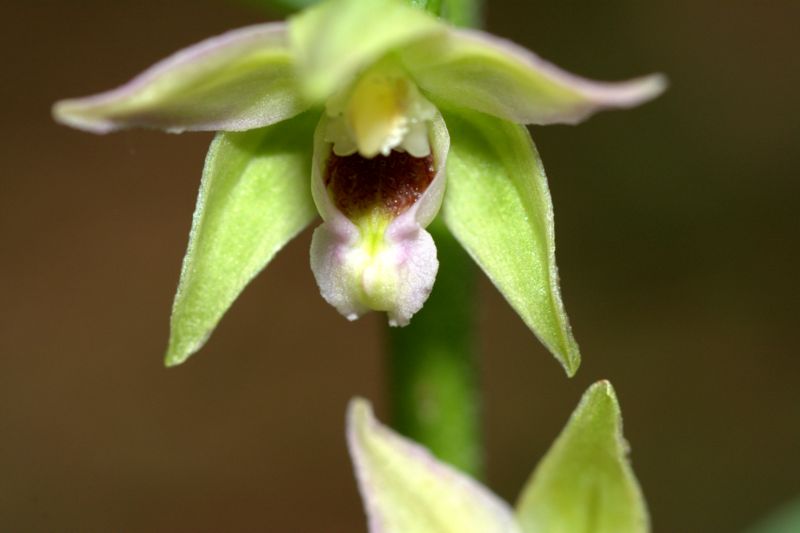 Epipactis muelleri