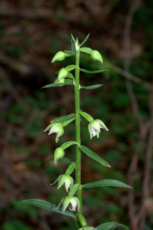 Epipactis muelleri