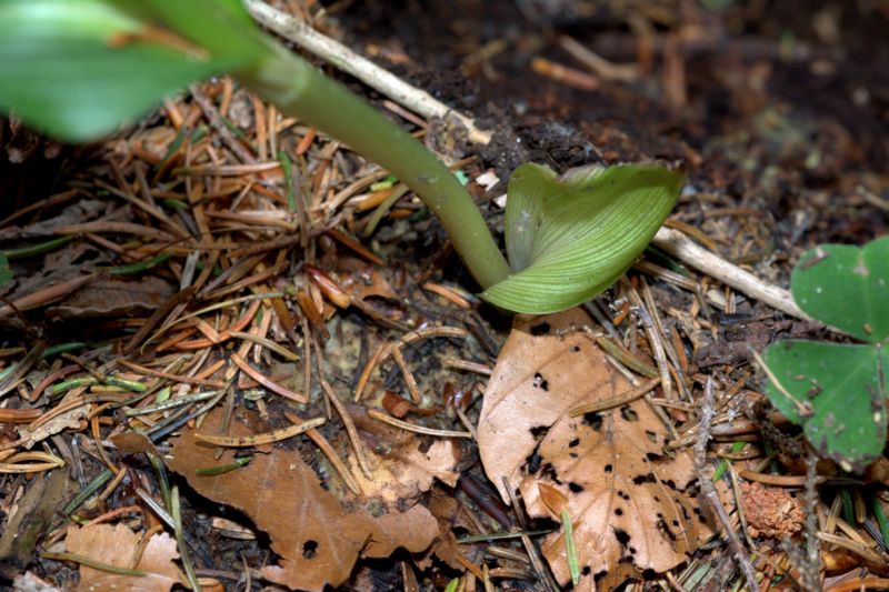 Epipactis muelleri