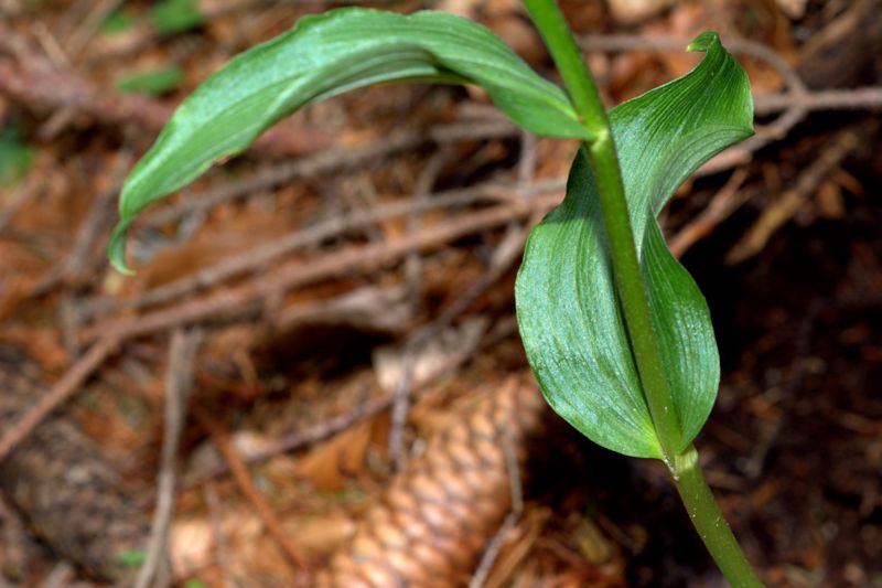 Epipactis muelleri