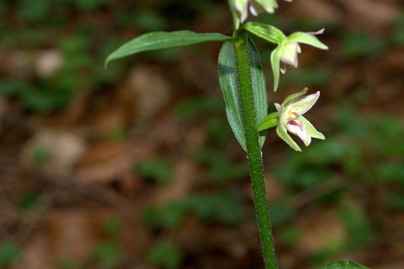 Epipactis muelleri