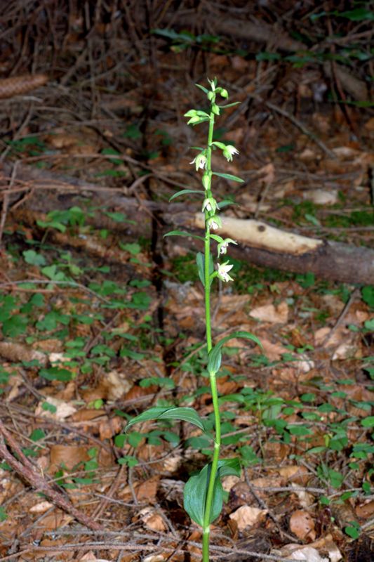 Epipactis muelleri