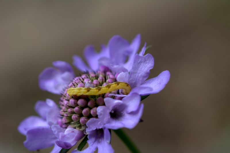 Bruco da determinare - Eupithecia sp. Geometridae