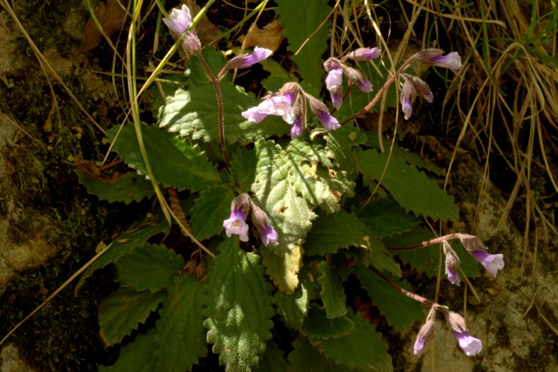 Haberlea rhodopensis