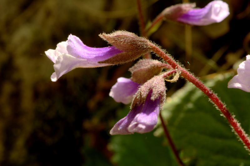 Haberlea rhodopensis