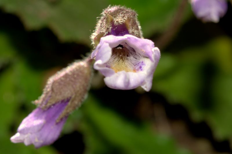 Haberlea rhodopensis