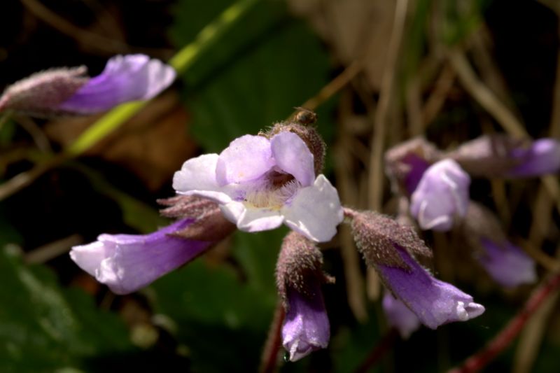 Haberlea rhodopensis