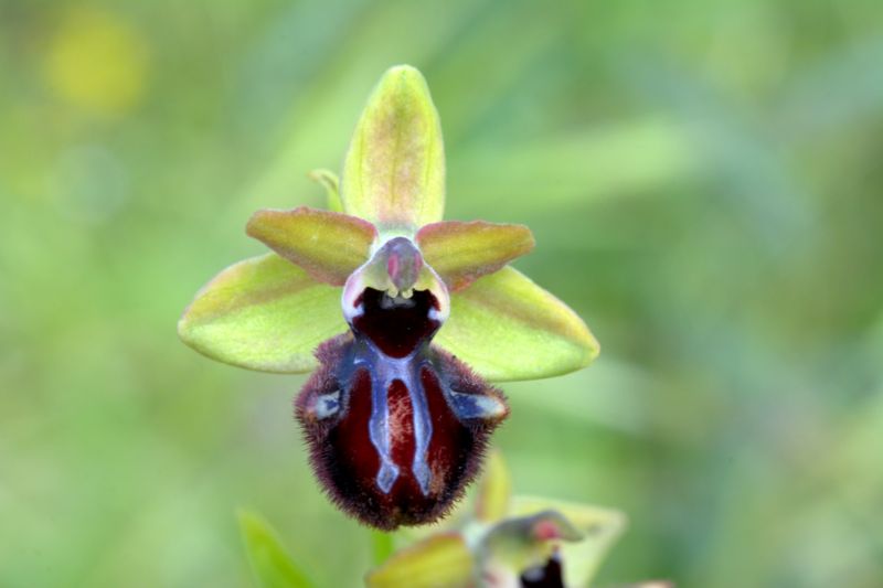 Ophrys da determinare