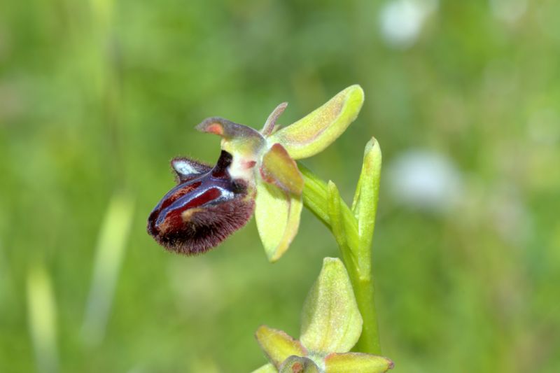 Ophrys da determinare