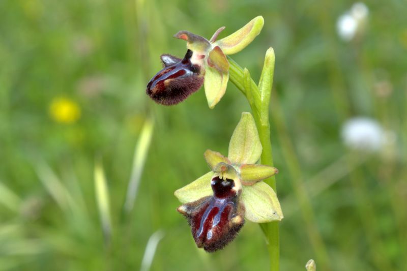 Ophrys da determinare