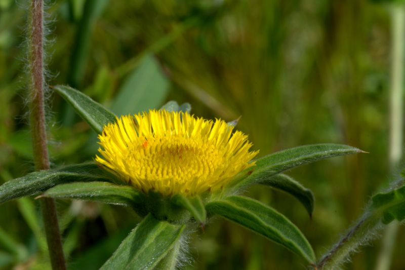 Pallenis spinosa / Asterisco spinoso