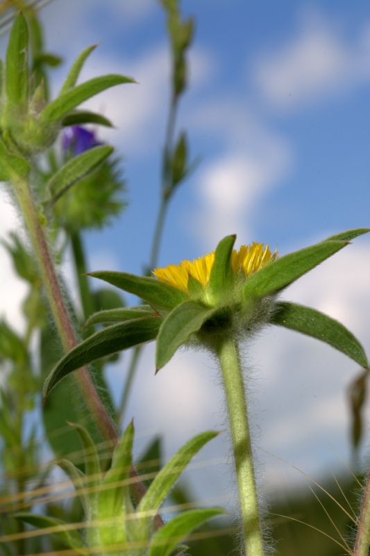 Pallenis spinosa / Asterisco spinoso