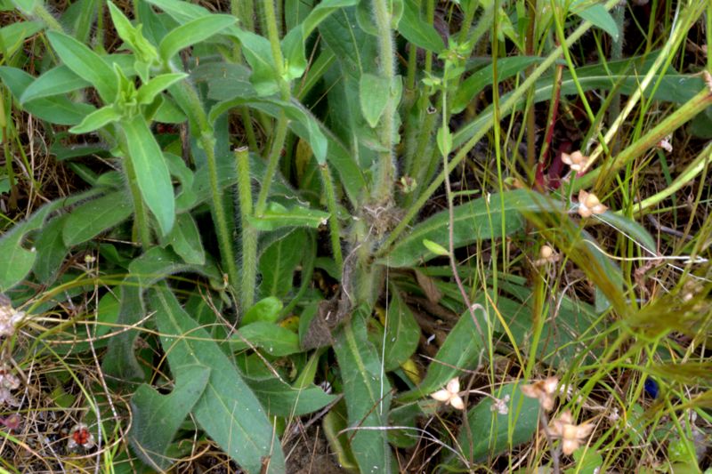 Pallenis spinosa / Asterisco spinoso