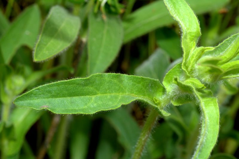 Pallenis spinosa / Asterisco spinoso