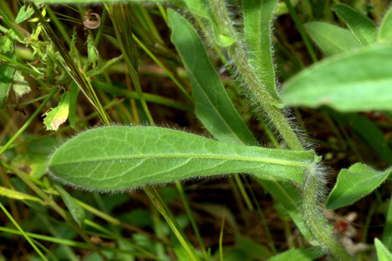 Pallenis spinosa / Asterisco spinoso