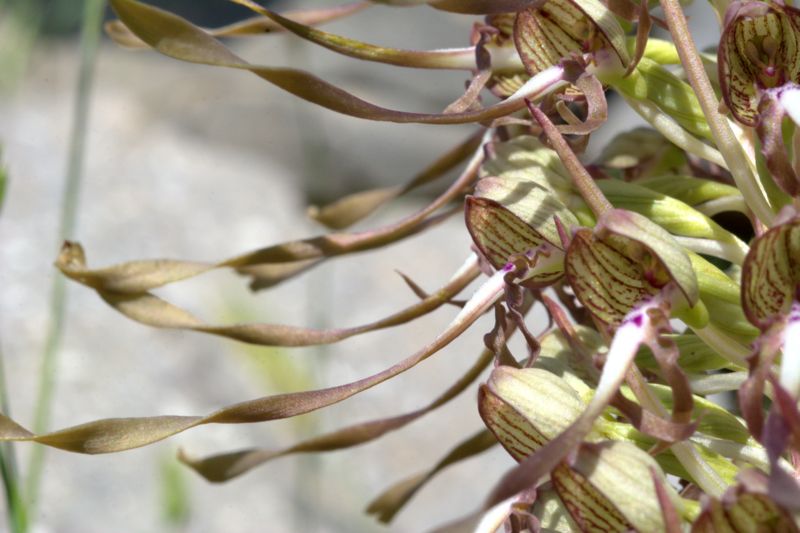 Himantoglossum hircinum